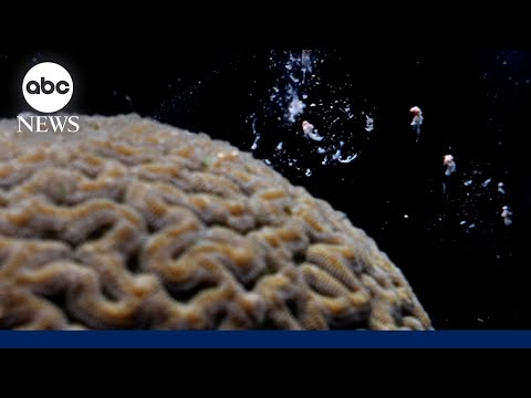 How a coral 'baby boom' will help fortify reef system off Florida coasts