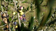 La incertidumbre sobrevuela sobre el precio del aceite de oliva