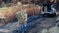 Reparten paja y cereal para alimentar a la fauna silvestre que escapó del fuego
