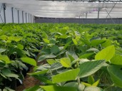 Previsibilidad y reconocimiento genético: las claves para que Argentina alcance su potencial productivo en cinco años