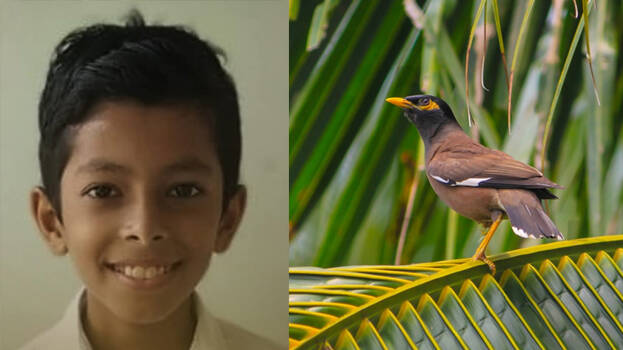 Went to find bait to go fishing but got distracted by a myna; tragic death for 12