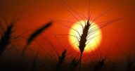 Drought deepens in Eastern Canada as West sees some improvement: monitor