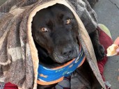 Indignación en Quilpué: Horrendo crimen de “perrito” comunitario del Hospital por manos de funcionario de la PDI