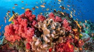 Un estudio identifica 108 especies marinas en riesgo de extinción