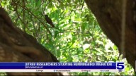 UTRGV researchers studying hummingbird migration patterns