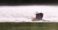 Hovering Heron