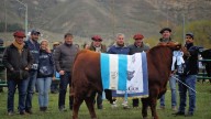 Angus pisa fuerte en la Patagonia: récord de inscriptos en la Nacional de General Conesa