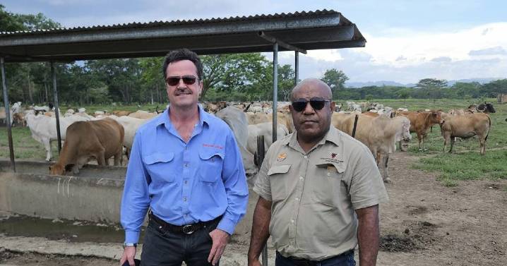 Papua New Guinea's cattle industry revival