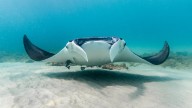 After viral video of giant manta ray capture, bipartisan Florida lawmakers want change