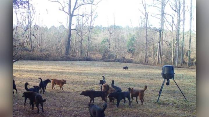 Wellford neighbors share concerns over aggressive dog pack