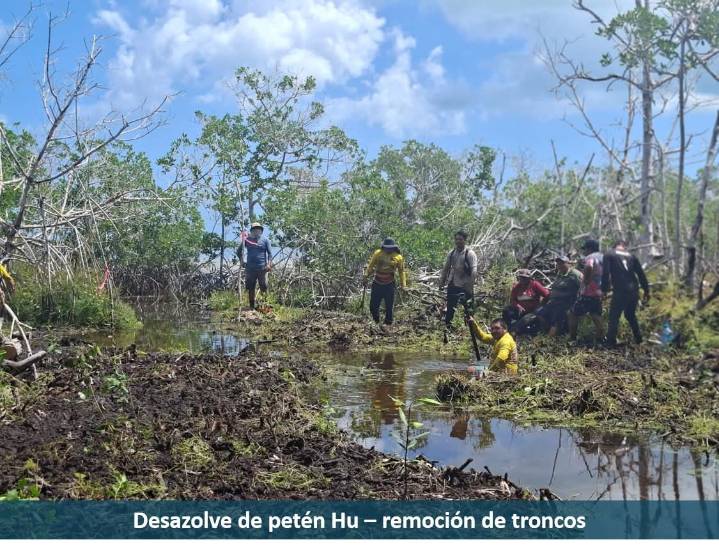 El manglar renace: restauran ecosistema degradado en El Cuyo