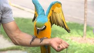 Missing pet macaw found in western suburbs, reunited with owners