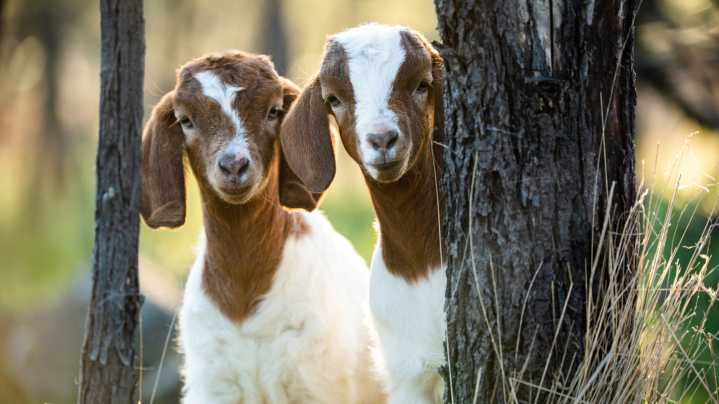 Is Hiring Goats For Residential Weed Control A Realistic Option? Here's What We Found