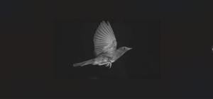 Scientists find nightingales’ optimal flying speed for long distances