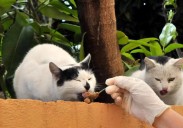 El Ayuntamiento de Avilés diseña un plan de gestión de las 55 colonias de gatos