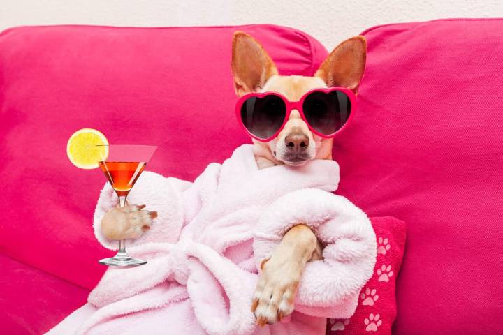 11 Cuddly Dog Breeds Who Adore Couch Time