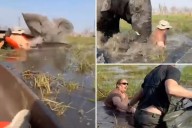 Elephant charges at tourists, shoves floundering woman underwater after party drifts too close to its calves: video