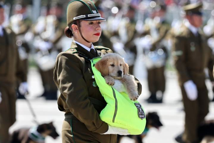 Pequeños guardianes: los cachorros de Carabineros enternecieron al público en la Parada Militar