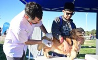 Atención veterinaria municipal y gratuita: cuándo, dónde y cómo acceder