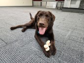 Handler of Maine comfort dog that died in hot car charged with animal cruelty