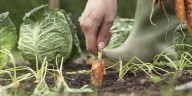 10 Fall Vegetables You Can Plant Now