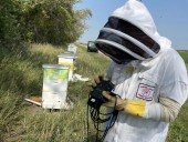 Minnesota composer finds insects make bee