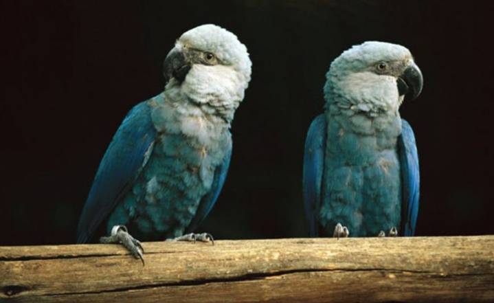 Surge un milagro en la naturaleza: nace en cautiverio un guacamayo azul, especie que desapareció de su hábitat hace 25 años
