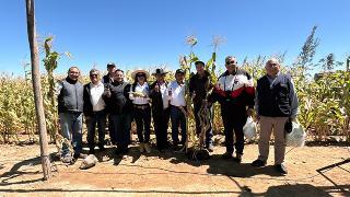 Agricultores de Majes superan la aridez y logran producir maíz cusqueño en Castilla