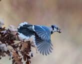 National conservationist to speak on improving yards to help nature