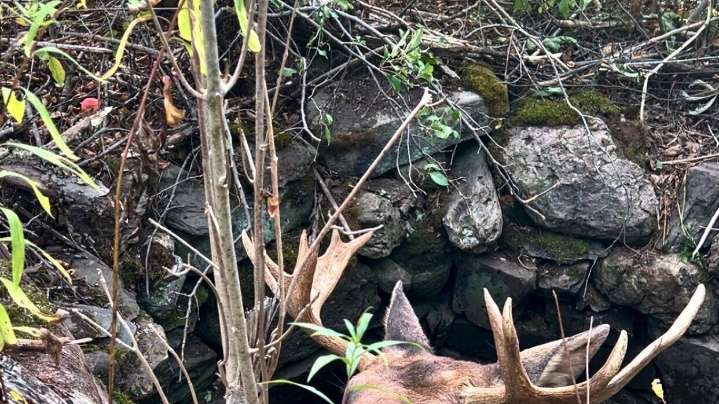 Maine wardens rescue moose trapped for hours in abandoned well