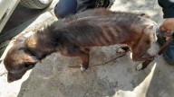 Detuvieron a un hombre en barrio Ludueña por el maltrato de dos perros