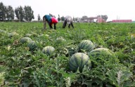 Capacitarán a productores locales en el cultivo de zapallos, melones y sandías