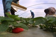 WSU Researchers Develop AI-Guided Robot That Will Pick Strawberries
