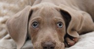 Dog owner horrified after spotting what pet has in its mouth