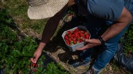 Aplica este simple hábito en tu jardín en septiembre y en 2026 tendrás cubos inmensos de fresas jugosas
