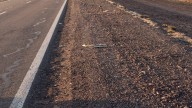 Accidente vial por animales sueltos: un auto colisionó contra un equino en Ruta Nacional 60