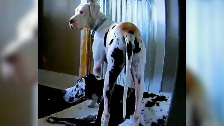 Florida Dog Melts Hearts As He Helps His Foster Sibling Overcome Separation Anxiety