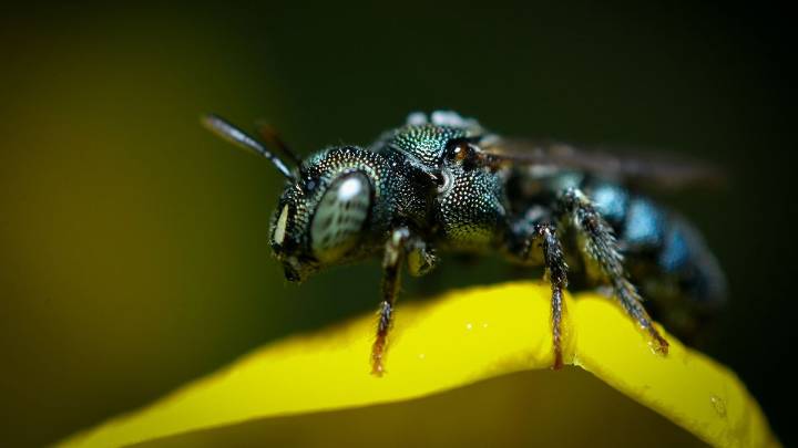 Carpenter Ants vs. Black Ants: Wood