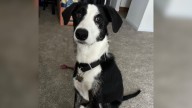 Connecticut Dog Surrendered And Heartbroken After Owners Say He's No Longer A Fit