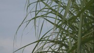 'We're in for a good one:' Sugarcane harvest season begins