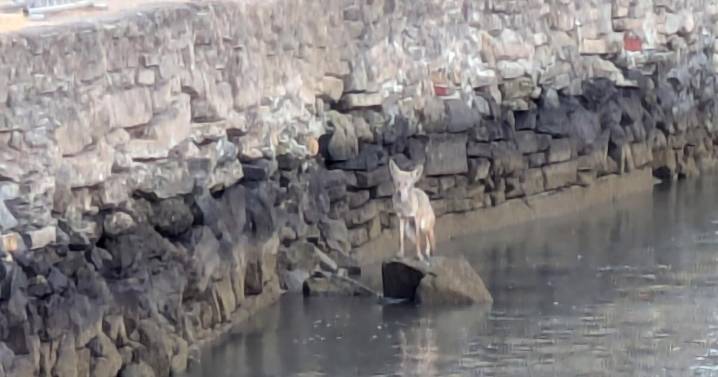 Video shows coyote dog-paddling in San Francisco Bay as population grows on Angel Island