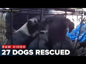 27 dogs rescued by animal control from deplorable conditions in Pierce County home