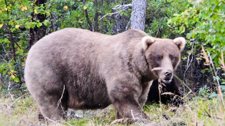 What to know about Fat Bear Week 2025