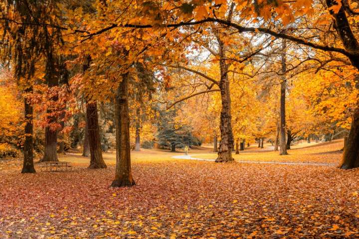 Signs of Fall: Local experts highlight what to look for
