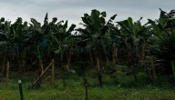 La vida de Vidal Córdoba, uno de los productores que ahora produce para Unibán