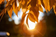 Dear Annie: If you love fall, you’ll enjoy these favored quotes and writings