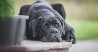 Dangerous dogs list update confirmed after cane corso fears