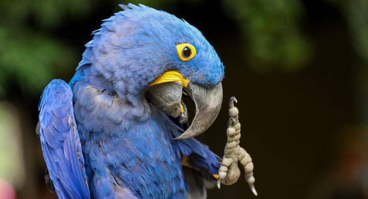 Guacamaya azul, que regresó de la extinción, fue puesta en libertad en su hábitat natural