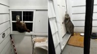 Connecticut Animal With A Jar On Its Head Shows Up At A Family's Door And Knocks For Help