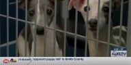 Authorities seize 44 dogs from ‘apparent puppy mill’ in Smith County